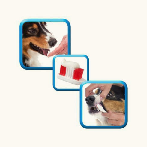 Beaphar Tooth Paste